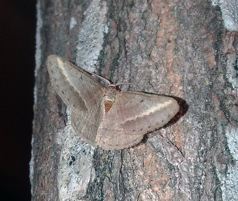 Isturgia arenacearia Geometridae